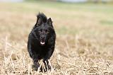 SCHIPPERKE 464